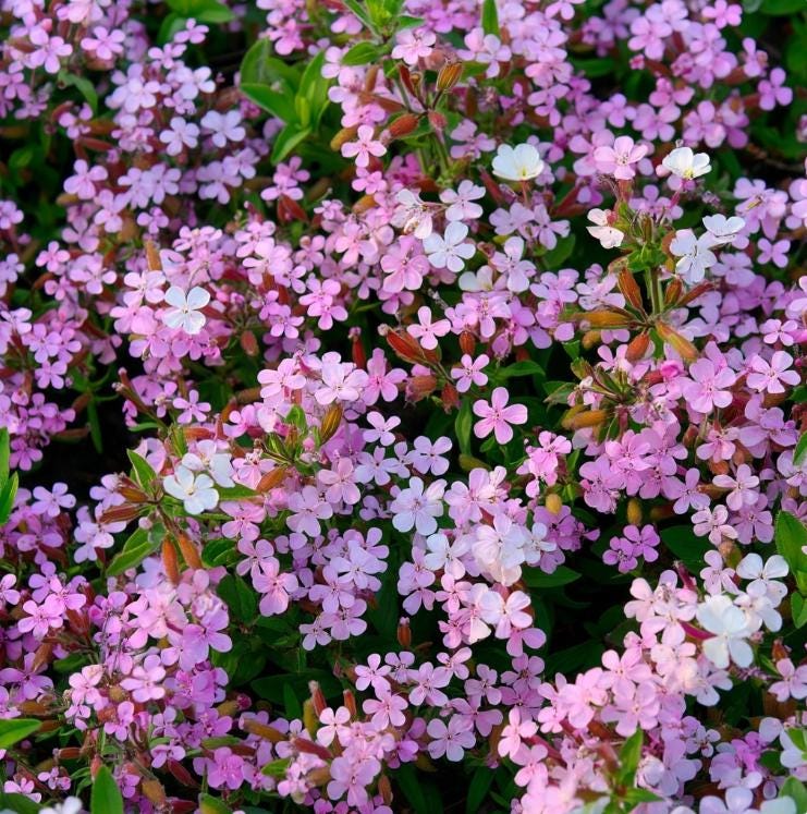 Soapwort Seeds – Saponaria officinalis 300 Seeds | Fragrant Pink Blooms, Easy-to-Grow Perennial for Gardens & Pollinator Beds