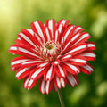 50 Peppermint Zinnia Seeds – Rare Red & White Double Blooms – Vibrant Garden Flowers – Non-GMO Easy to Grow